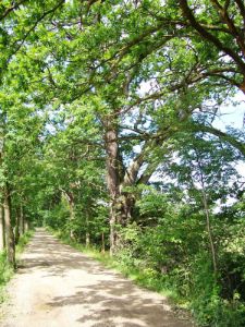 hraz-kvitkovickeho-rybnika-s-p